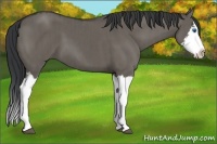 Horse Color:Grullo Sabino Splash  and Grullo Sabino Splash 