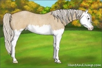 Horse Color:Silver Buckskin Roan Dun Splash 