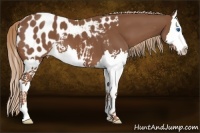 Horse Color:Chestnut Splash Appaloosa 