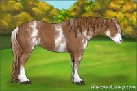 Horse Color:White Spotted Chestnut Sabino