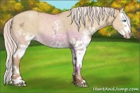 Horse Color:White Spotted Silver Sable Champagne Ice Dun Splash Rabicano 
