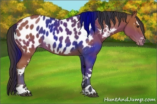 Horse Color:White Spotted Bay Appaloosa 