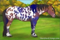 Horse Color:White Spotted Bay Appaloosa 