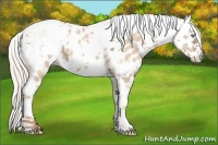 Horse Color:White Spotted Silver Classic Champagne Ice Dun Splash Appaloosa Rabicano 