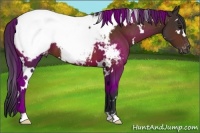Horse Color:White Spotted Brown Appaloosa