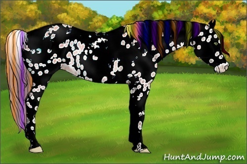Horse Color:Painted Sable Champagne Tobiano Appaloosa Rabicano 