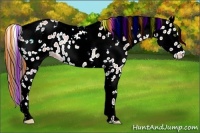 Horse Color:Painted Sable Champagne Tobiano Appaloosa Rabicano 