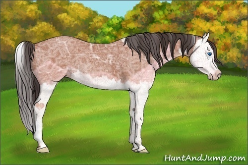 Horse Color:Bay Ice Splash 