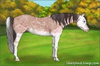Horse Color:Bay Ice Splash 