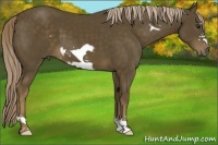 Horse Color:Chocolate Palomino Frame 