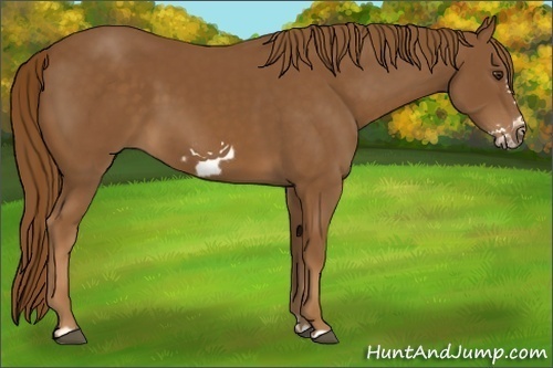 Horse Color:Chestnut Frame