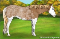 Horse Color:Chestnut Ice Sabino Splash 