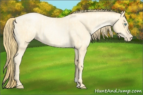 Horse Color:Buckskin Roan Pearl and Buckskin Roan Pearl