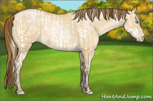 Horse Color:Buckskin Roan Pearl Dun  and Gray Buckskin Roan Pearl Dun 