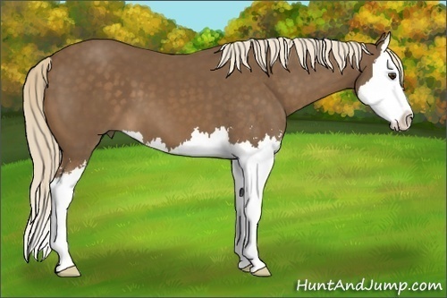 Horse Color:Chocolate Palomino Sabino Splash 