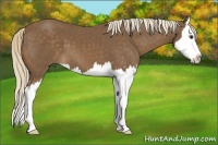 Horse Color:Chocolate Palomino Sabino Splash 