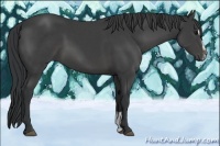 Horse Color:Black Sabino 