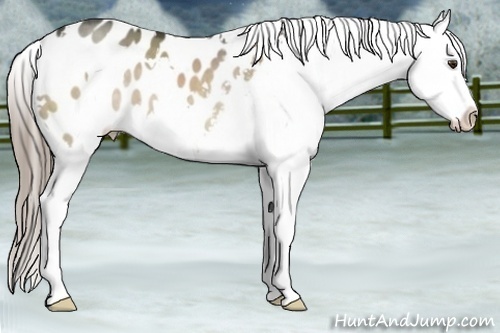 Horse Color:White Spotted Liver Red Dun Blanket 