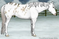 Horse Color:White Spotted Liver Red Dun Blanket 