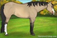 Horse Color:Bay Dun