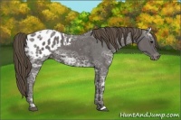 Horse Color:Smoky Black Ice Appaloosa 