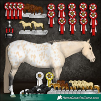 Horse Color:Buckskin Appaloosa 