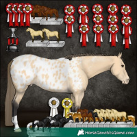 Horse Color:Buckskin Near Leopard 