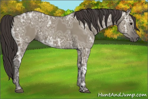 Horse Color:Smoky Grullo Ice 