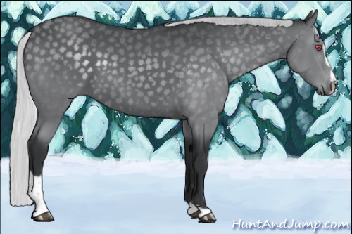 Horse Color:Silver Black Chinchilla Sabino 