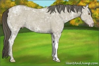 Horse Color:Classic Cream Champagne Ice 