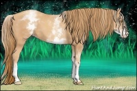 Horse Color:White Spotted Gold Champagne Sabino