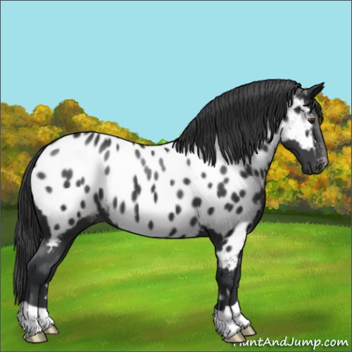 Horse Color:Black Appaloosa