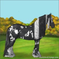 Horse Color:White Spotted Black 