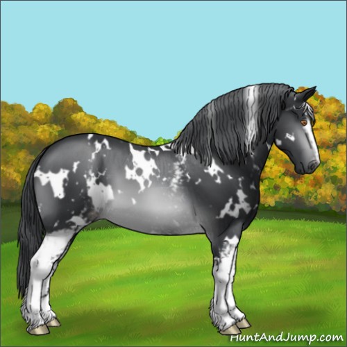 Horse Color:White Spotted Brown Chinchilla Varnish