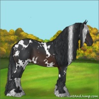 Horse Color:White Spotted Brown 