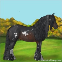 Horse Color:White Spotted Brown 