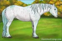 Horse Color:Watercolor Brown Onyx  and Watercolor Brown Ice Appaloosa 