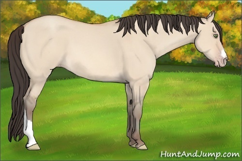Horse Color:Amber Champagne Dun 