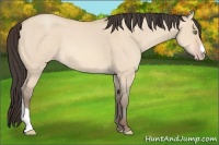 Horse Color:Amber Champagne Dun