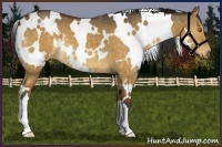 Horse Color:White Spotted Buckskin Dun 