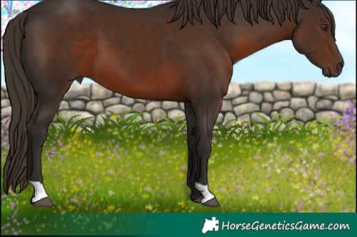 Horse Color:Liver Chestnut 