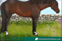 Horse Color:Liver Chestnut 