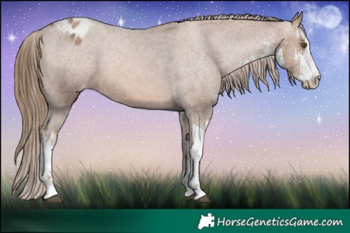 Horse Color:White Spotted Brown Pearl Appaloosa 