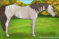 Horse Color:Classic Cream Champagne Ice Roan 