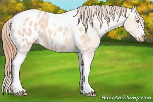 Horse Color:Gold Champagne Roan Dun Splash Tobiano Frame Appaloosa Rabicano