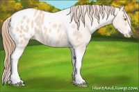Horse Color:Gold Champagne Roan Dun Splash Tobiano Frame Appaloosa Rabicano 
