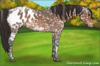 Horse Color:Buckskin Ice Appaloosa 