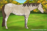 Horse Color:Classic Cream Champagne Ice 
