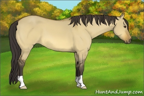 Horse Color:Buckskin Dun 