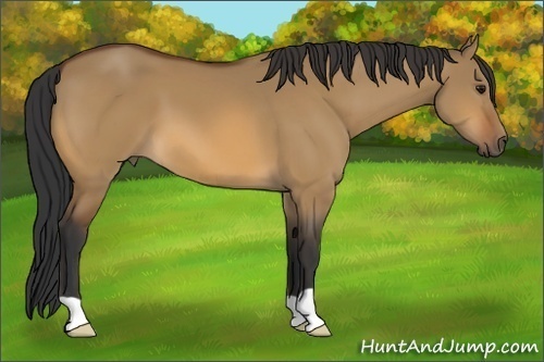 Horse Color:Bay Dun 